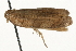  ( - MM03507)  @12 [ ] CreativeCommons - Attribution (2010) Unspecified Centre for Biodiversity Genomics