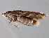  ( - MM03522)  @12 [ ] CreativeCommons - Attribution (2010) Unspecified Centre for Biodiversity Genomics