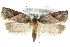  ( - MM03586)  @13 [ ] CreativeCommons - Attribution (2010) Unspecified Centre for Biodiversity Genomics