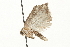  ( - MM04599)  @13 [ ] CreativeCommons - Attribution (2010) Unspecified Centre for Biodiversity Genomics