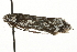  ( - MM05036)  @12 [ ] CreativeCommons - Attribution (2010) Unspecified Centre for Biodiversity Genomics