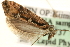  ( - MM03737)  @12 [ ] CreativeCommons - Attribution (2010) Unspecified Centre for Biodiversity Genomics