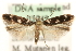 ( - MM03743)  @14 [ ] CreativeCommons - Attribution (2010) Unspecified Centre for Biodiversity Genomics