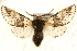  (Furcula bicuspis - MM03765)  @15 [ ] CreativeCommons - Attribution (2010) Unspecified Centre for Biodiversity Genomics