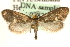  (Lampronia flavimitrella - MM03828)  @15 [ ] CreativeCommons - Attribution (2010) Unspecified Centre for Biodiversity Genomics