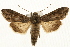  (Cucullia artemisiae - MM05406)  @15 [ ] CreativeCommons - Attribution (2010) Unspecified Centre for Biodiversity Genomics