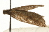  ( - MM04833)  @12 [ ] CreativeCommons - Attribution (2010) Unspecified Centre for Biodiversity Genomics