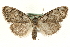  (Meganola strigula - MM06723)  @15 [ ] CreativeCommons - Attribution (2010) Unspecified Centre for Biodiversity Genomics