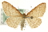  (Idaea humiliata - MM06789)  @15 [ ] CreativeCommons - Attribution (2010) Unspecified Centre for Biodiversity Genomics