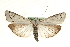  (Myelois - MM06792)  @15 [ ] CreativeCommons - Attribution (2010) Unspecified Centre for Biodiversity Genomics