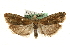  (Eucosma fulvana - MM06793)  @14 [ ] CreativeCommons - Attribution (2010) Unspecified Centre for Biodiversity Genomics