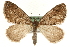  (Thera cognata - MM06805)  @15 [ ] CreativeCommons - Attribution (2010) Unspecified Centre for Biodiversity Genomics