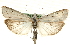  ( - MM06840)  @14 [ ] CreativeCommons - Attribution (2010) Unspecified Centre for Biodiversity Genomics