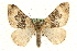  (Epirrhoe galiata - MM06895)  @15 [ ] CreativeCommons - Attribution (2010) Unspecified Centre for Biodiversity Genomics