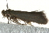  ( - MM06046)  @13 [ ] CreativeCommons - Attribution (2010) Unspecified Centre for Biodiversity Genomics