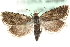  ( - MM06148)  @13 [ ] CreativeCommons - Attribution (2010) Unspecified Centre for Biodiversity Genomics