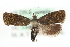  ( - MM06149)  @12 [ ] CreativeCommons - Attribution (2010) Unspecified Centre for Biodiversity Genomics