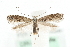  (Parornix betulae - MM06299)  @15 [ ] CreativeCommons - Attribution (2010) Unspecified Centre for Biodiversity Genomics