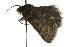  ( - MM06309)  @12 [ ] CreativeCommons - Attribution (2010) Unspecified Centre for Biodiversity Genomics