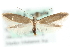  ( - MM06408)  @13 [ ] CreativeCommons - Attribution (2010) Unspecified Centre for Biodiversity Genomics
