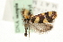  ( - MM06494)  @12 [ ] CreativeCommons - Attribution (2010) Unspecified Centre for Biodiversity Genomics