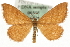  (Idaea serpentata - MM06505)  @14 [ ] CreativeCommons - Attribution (2010) Unspecified Centre for Biodiversity Genomics