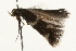 ( - MM06514)  @12 [ ] CreativeCommons - Attribution (2010) Unspecified Centre for Biodiversity Genomics