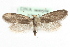  (Lampronia fuscatella - MM07018)  @15 [ ] CreativeCommons - Attribution (2010) Unspecified Centre for Biodiversity Genomics