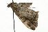  ( - MM07773)  @12 [ ] CreativeCommons - Attribution (2010) Unspecified Centre for Biodiversity Genomics