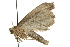  ( - MM07954)  @12 [ ] CreativeCommons - Attribution (2010) Unspecified Centre for Biodiversity Genomics