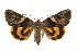  ( - MM08014)  @14 [ ] CreativeCommons - Attribution (2010) Unspecified Centre for Biodiversity Genomics