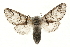  (Furcula bifida - MM06641)  @14 [ ] CreativeCommons - Attribution (2010) Unspecified Centre for Biodiversity Genomics