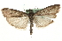  ( - MM06652)  @14 [ ] CreativeCommons - Attribution (2010) Unspecified Centre for Biodiversity Genomics