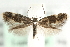  ( - MM06162)  @13 [ ] CreativeCommons - Attribution (2010) Unspecified Centre for Biodiversity Genomics