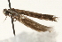 ( - MM06165)  @12 [ ] CreativeCommons - Attribution (2010) Unspecified Centre for Biodiversity Genomics
