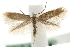  ( - MM06166)  @13 [ ] CreativeCommons - Attribution (2010) Unspecified Centre for Biodiversity Genomics