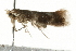  ( - MM06180)  @13 [ ] CreativeCommons - Attribution (2010) Unspecified Centre for Biodiversity Genomics