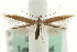  ( - MM06220)  @14 [ ] CreativeCommons - Attribution (2010) Unspecified Centre for Biodiversity Genomics