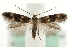  ( - MM06224)  @13 [ ] CreativeCommons - Attribution (2010) Unspecified Centre for Biodiversity Genomics