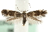 (Elachista pullicomella - MM06237)  @14 [ ] CreativeCommons - Attribution (2010) Unspecified Centre for Biodiversity Genomics