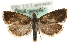  (Dichrorampha aeratana - MM06244)  @14 [ ] CreativeCommons - Attribution (2010) Unspecified Centre for Biodiversity Genomics