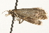  ( - MM09481)  @13 [ ] CreativeCommons - Attribution (2010) Unspecified Centre for Biodiversity Genomics