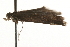  ( - MM09036)  @12 [ ] CreativeCommons - Attribution (2010) Unspecified Centre for Biodiversity Genomics