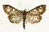  (Anania coronata - MM09813)  @15 [ ] CreativeCommons - Attribution (2010) Unspecified Centre for Biodiversity Genomics