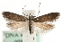  (Dichomeris latipennella - MM09840)  @15 [ ] CreativeCommons - Attribution (2010) Unspecified Centre for Biodiversity Genomics