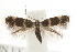  ( - MM09847)  @14 [ ] CreativeCommons - Attribution (2010) Unspecified Centre for Biodiversity Genomics