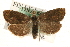  ( - MM10038)  @13 [ ] CreativeCommons - Attribution (2010) Unspecified Centre for Biodiversity Genomics