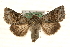  ( - MM10058)  @14 [ ] CreativeCommons - Attribution (2010) Unspecified Centre for Biodiversity Genomics