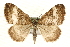  (Perizoma affinitata - MM10117)  @15 [ ] CreativeCommons - Attribution (2010) Unspecified Centre for Biodiversity Genomics