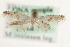  ( - MM10162)  @12 [ ] CreativeCommons - Attribution (2010) Unspecified Centre for Biodiversity Genomics